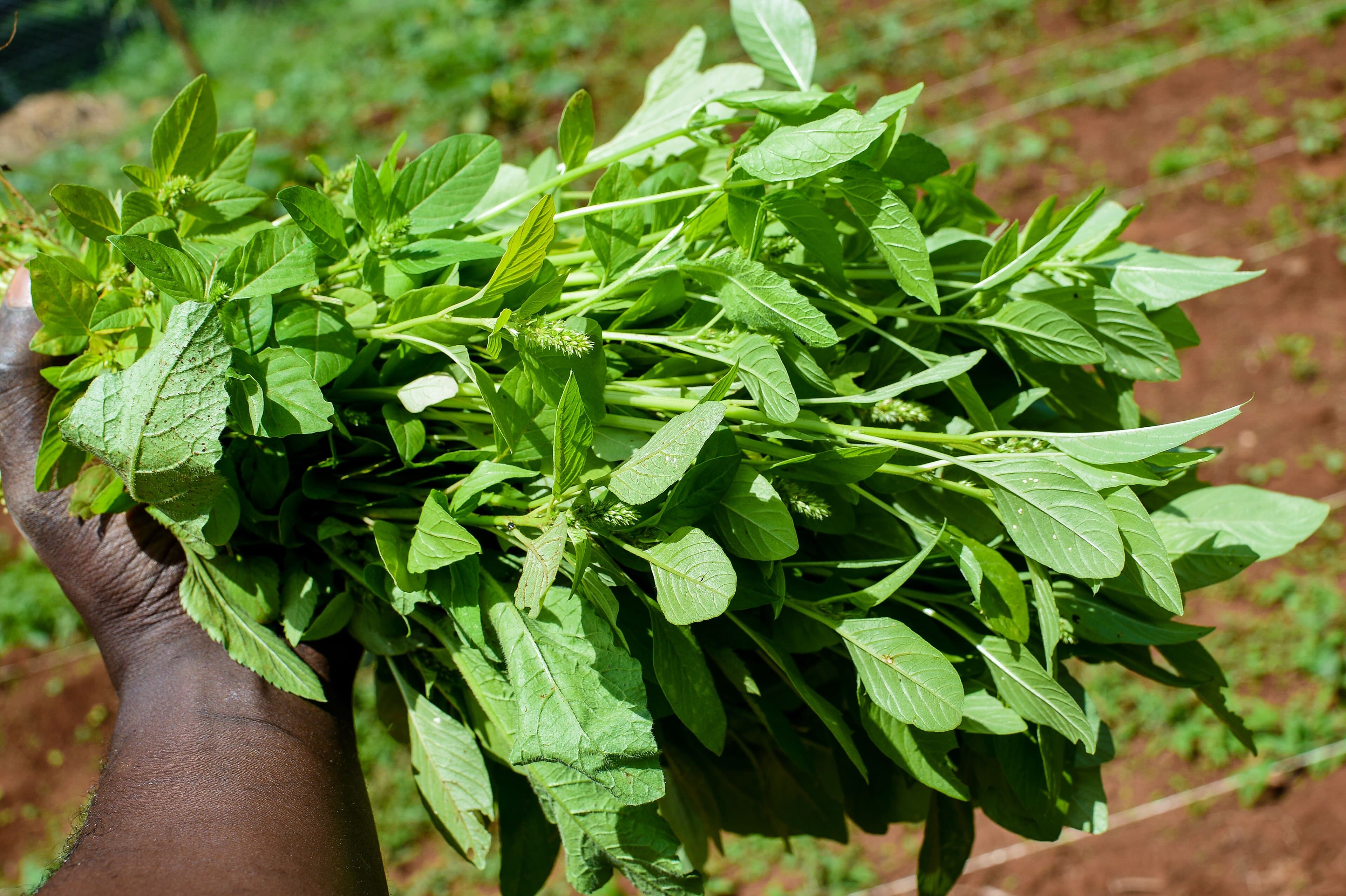 Hands cutting greens straight from the bed.