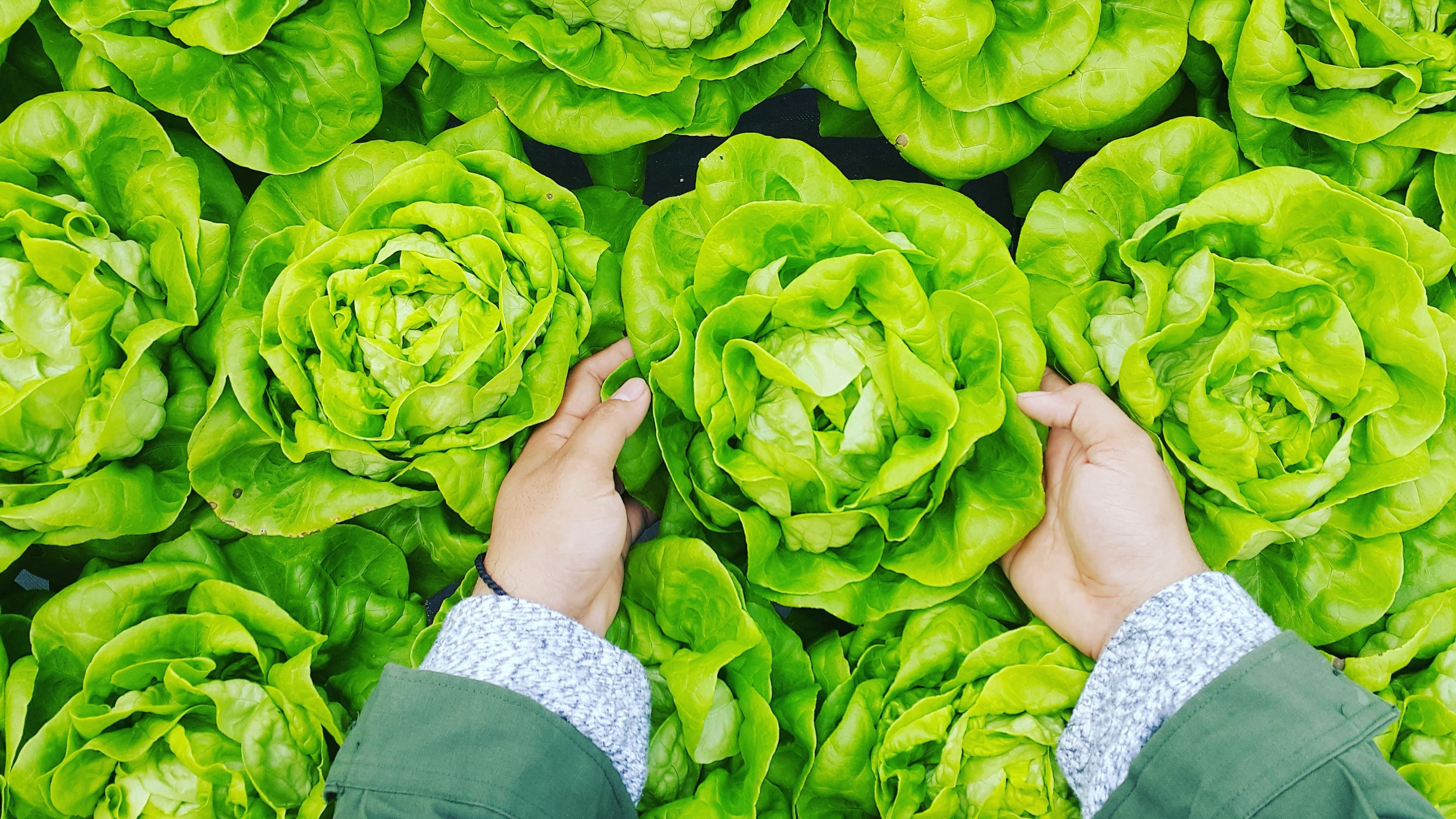 Two hands reaching into a bed of butterhead lettuce, seen from above.