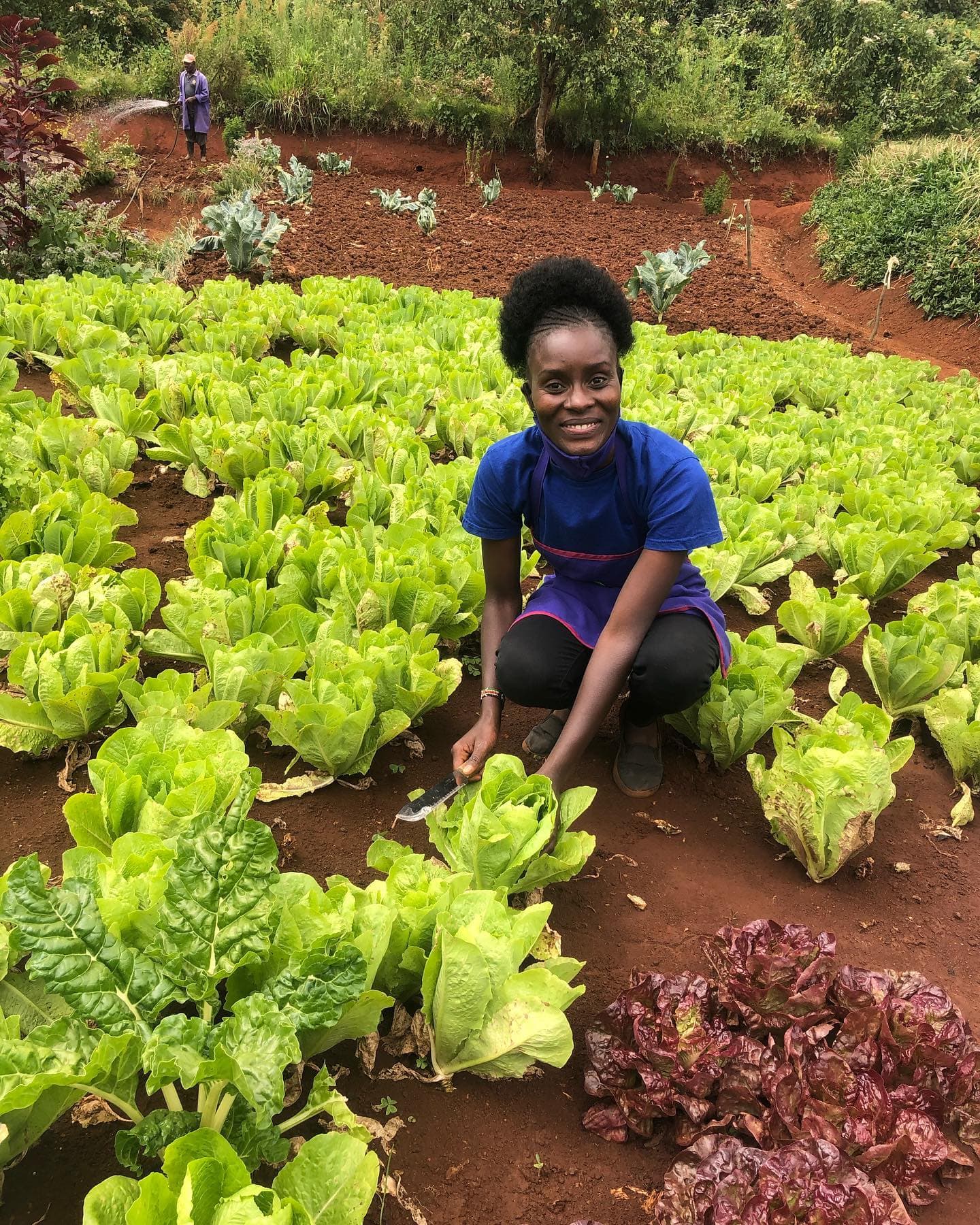 Fresh lettuce cut on a farm at Limuru.