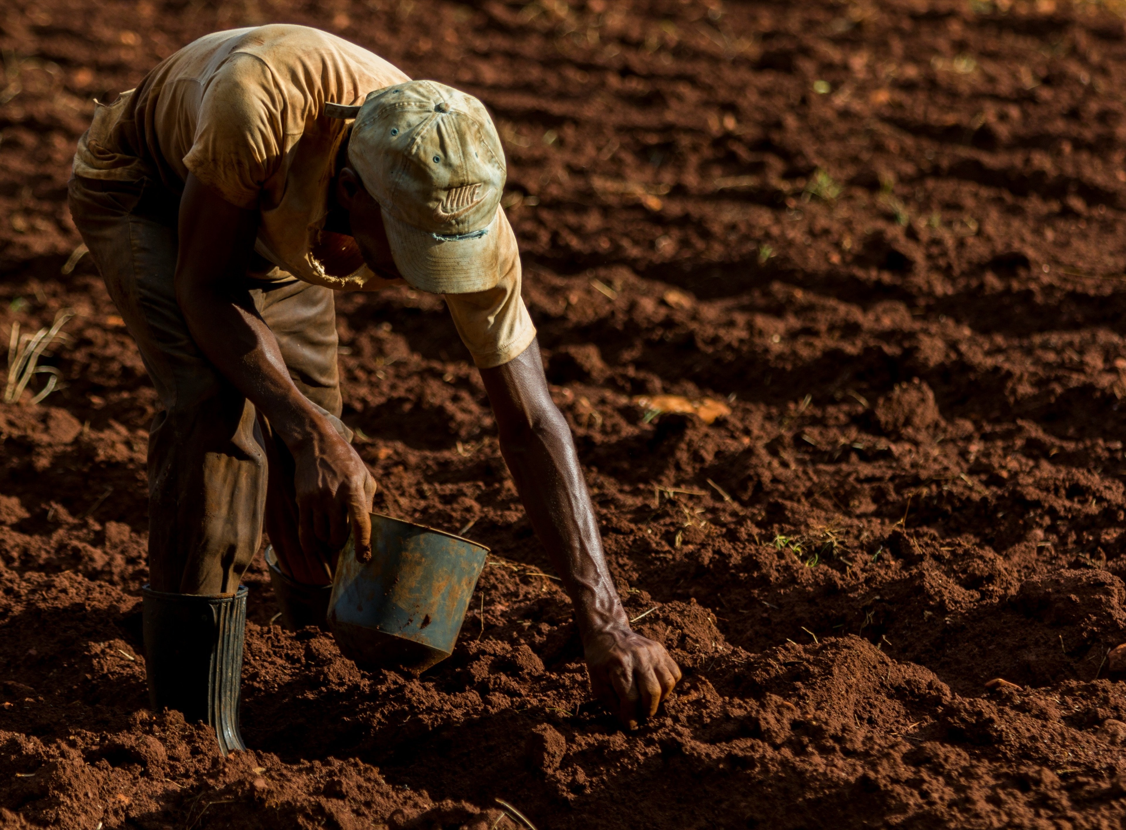 A farmer bent to the ground setting seedlings into worked red soil in low sun.