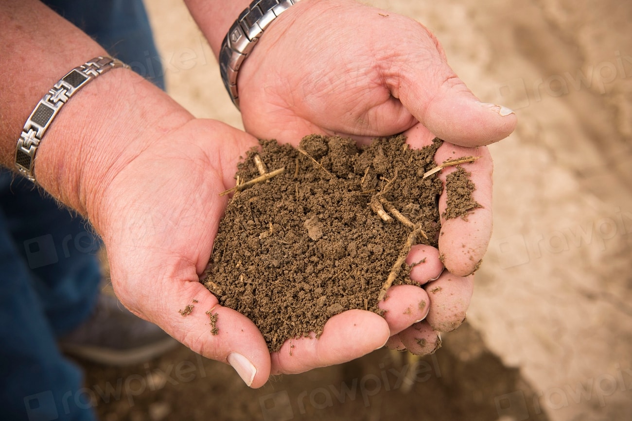 Two hands holding dark, living soil.